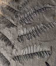 Fossil plant Carboniferous tree seed fern leaf Neuralethopteris leaf picture
