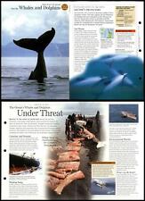 Whales & Dolphins #22 - Save Species Discovering Wildlife Fact File Card picture