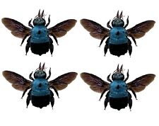 4pcs Taxidermy Blue Carpenter Bee Teaching Collection Insects Entomology Gift picture