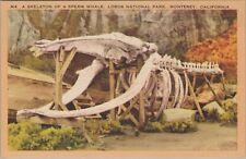 Sperm Whale Skeleton Monterey California Lobos National Park c1930s linen B224 picture