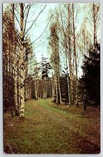 Pavlovsk Avenue Park Country Road Forest Fall Autumn Aurora Art Vintage Postcard picture