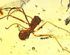 Extinct Large Ant with stinger Fossil inclusion in Burmese Amber picture