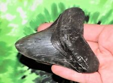 3 INCH REAL MEGALODON SHARK TOOTH BIG FOSSIL GIANT GENUINE RELIC TEETH HUGE MEG picture