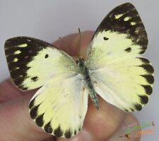 Colotis regina  Queen purple tip SET x1 A1- *FEMALE* Butterfly  Entomology NICE picture