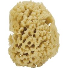 2 Natural Gulf Cut Sponge 3-3.5