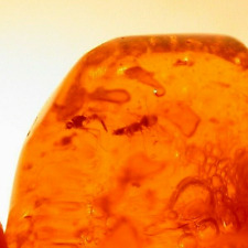 Super RARE Mating Flies Water Enhydros Moving Air in Dominican Amber Fossil picture