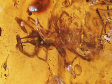 Rare Solifugae (Camel Spider), Fossil inclusion in Burmese Amber picture