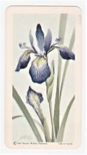 BROOKE BOND CAN LTD WILD FLOWERS OF NORTH AMERICA Series 3 Card 11 BLUE FLAG picture