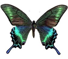 Papilio maacki spring form ONE REAL BUTTERFLY BLUE GREEN WINGS CLOSED  picture