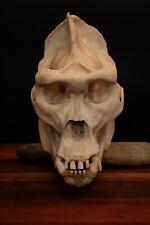 Male Gorilla Skull, large Replica Skull (Full Sized) - FREE delivery world wide. picture