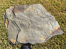 HUGE Pennsylvanian Age Amphibian Tracks Plate Footprints 16” Oklahoma Fossils picture