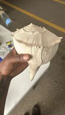 Large Florida Left-Handed Lightning Whelk Sea Shell picture