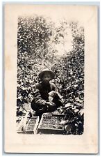 Man Harvesting Blackberries Postcard RPPC Photo Farming Gardening c1910's picture