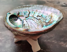 Large Abalone Shell 4