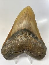 Megalodon Shark Tooth 5.34” Colorful - Natural Fossil - Real 11772 picture