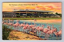 Miami FL-Florida, Flamingos At Sunset, Antique, Vintage Souvenir Postcard picture