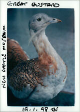Great bustard. - Vintage Photograph 1057757 picture