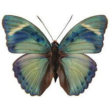 Euphaedra eberti blue green butterfly Africa unmounted wings closed picture