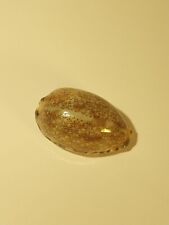 Hand Picked Sea Shell - Arabica Eglantine picture