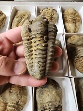 Flexicalymene Trilobite Fossil Specimen from Morocco 400 million years old picture