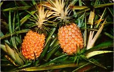 Postcard Honolulu Hawaii Pineapples 1960 Mike Roberts Chrome picture