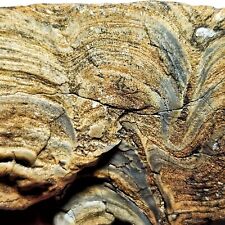 Stromatolite Fossil, Green River Formation, 50 MYO (Eocene), USA, 590g picture