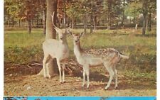 SCOTCH PLAINS,NEW JERSEY-TERRY-LOU ZOO-RUDOLPH/SNOWFLAKE-DEER-#80153C(NJ-S* picture