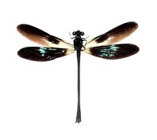 Euphaea variegata ONE GREEN BLACK DRAGONFLY DAMSELFLY MOUNTED PACKAGED picture