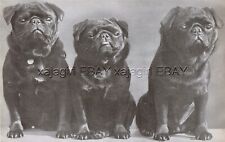 DOG Pug Dog Trio of Black Champions (Named), Vintage Print 1930s picture