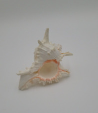 Ramose Murex Chicoreus Ramosus Spikey Sea Shell Conch Ocean Sea Water R5 picture
