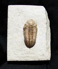 EXTINCTIONS- BEAUTIFUL COMPLETE KAINOPS TRILOBITE FOSSIL OKLAHOMA-COMPOUND EYES picture