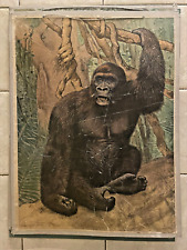Original vintage zoological hard  school chart of Gorilla monkey picture