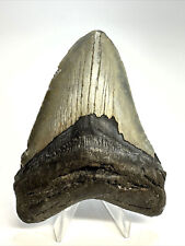 3 INCH REAL MEGALODON SHARK TOOTH FOSSIL EXTINCT GIANT GENUINE GRAY HUGE TEETH picture