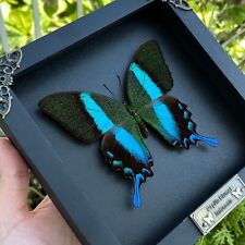 Real Butterfly Death Frame Halloween Decor Taxidermy Entomology Insect Specimen picture