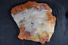 PJ:  Arizona Petrified Wood Slab - 1.8  Ozs - Colors and Agatized  picture
