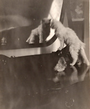 RPPC White Cat Stares In Mirror Feather On Chest of Drawers ANTIQUE Postcard picture