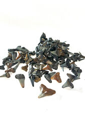 Shark Teeth from SouthWest Florida- approx 100 Shark Teeth in Glass Bottle picture