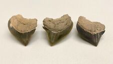 Group of 3 Nice Fossil Squalicorax pristodontus - Extinct Crow Shark teeth - USA picture