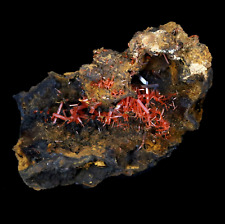 Stunning Red Crocoite Crystals in Vug - Adelaide Mine, Tasmania Australia picture