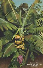 Banana Tree Showing Bud & Fruit in Florida, Vintage Postcard picture
