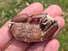 China Fossil Crab RARE Cenozoic Age Crustacean picture