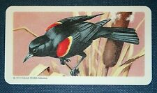 RED-WINGED BLACKBIRD   Superb Vintage Small Card    picture