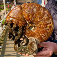5.89LB  Rare Natural Tentacle Ammonite FossilSpecimen Shell Healing Madagasc  picture