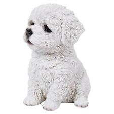 Maltese Puppy picture