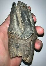 ENOURMOUS Ice Age Fossil WOOLLY RHINO MOLAR COELODONTA ANTIQUITATIS 4.8 INCHES picture