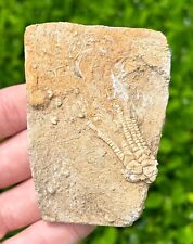 NICE Fossil Crinoid in Matrix Cymbiocrinus Alabama Bangor Limestone Formation picture