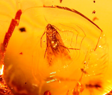 Beautiful Lepidopteran with Ripple Marks Wasp in Dominican Amber Fossil Gem picture