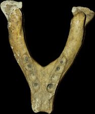St  Lawrence Island Native Midden Walrus mandible Fossil. picture