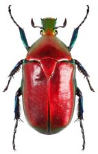 Torynorrhina flammea red ONE REAL SCARAB BEETLE THAILAND UNMOUNTED picture
