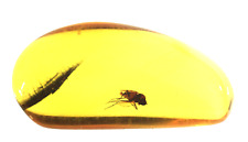 Prehistoric Insect Trapped in Amber Millions of Years Old picture